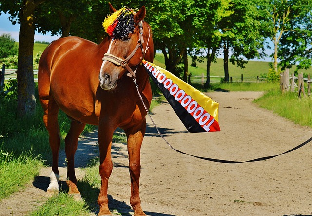 獻一粒進球 獻一粒進球